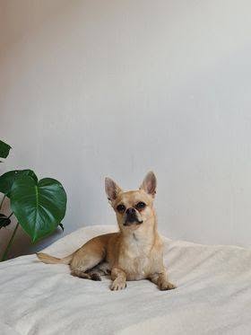 Karmelek, Chihuahua z hodowli Bajeczne Urwisy