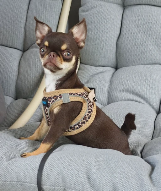 Zoja, Chihuahua z hodowli Bajeczne Urwisy