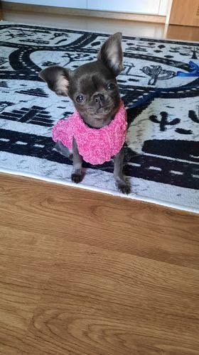 Chihuahua z hodowli Bajeczne Urwisy