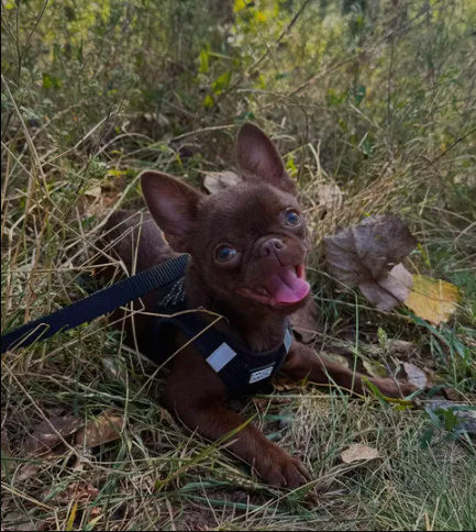 Milo, Chihuahua z hodowli Bajeczne Urwisy
