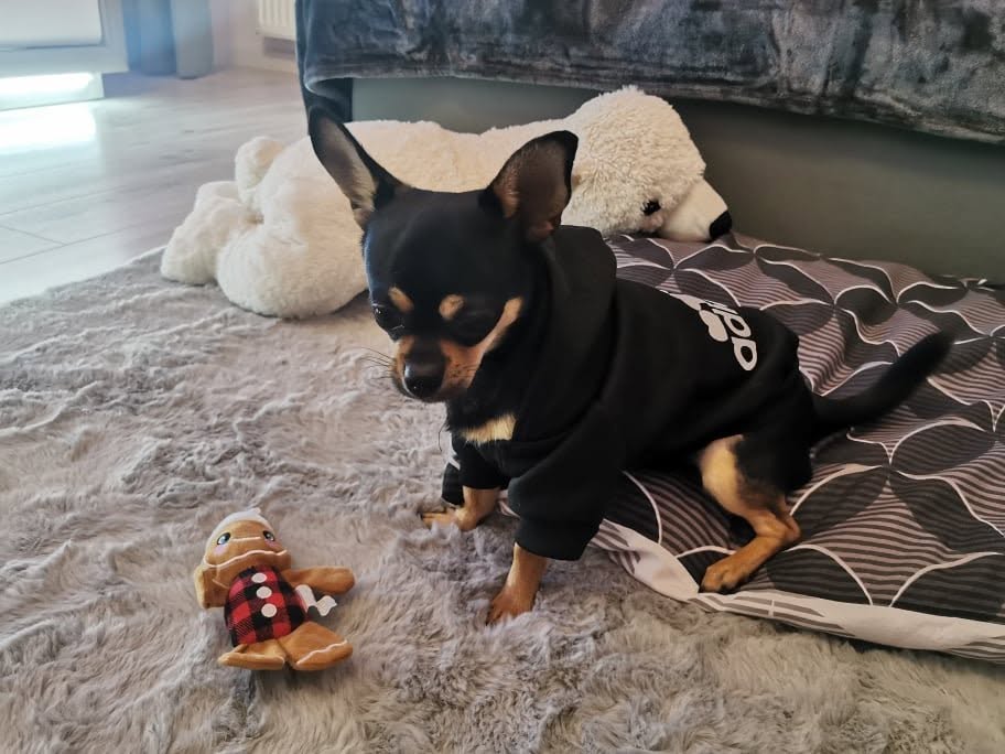 Iwo, Chihuahua z hodowli Bajeczne Urwisy