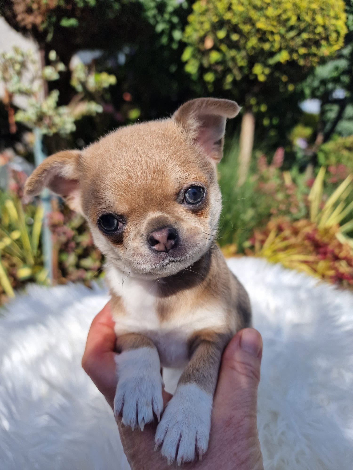 Chihuahua