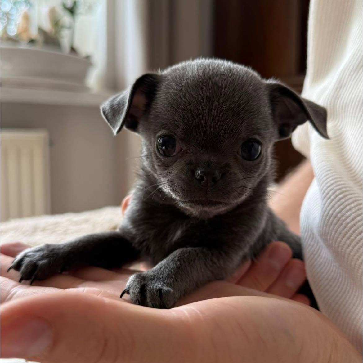 Chihuahua