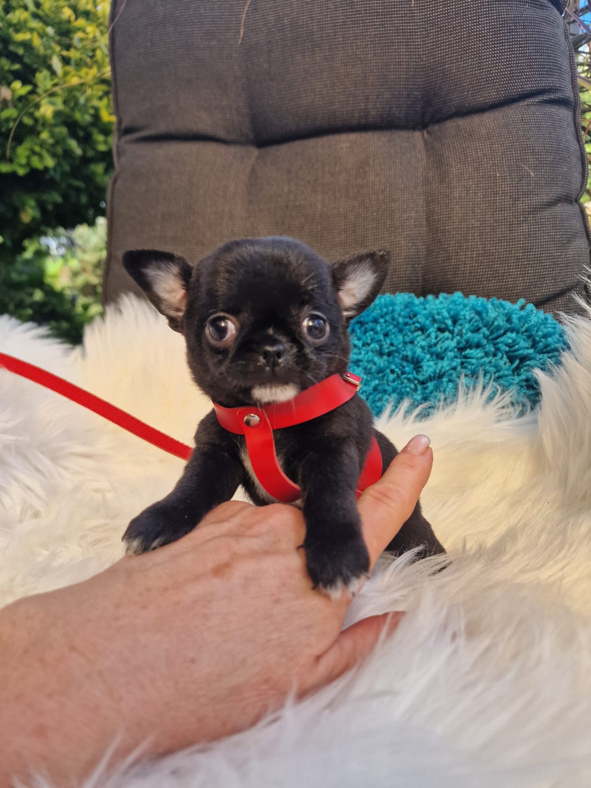 Czarny Chihuahua krótkowłosy na białym kocu