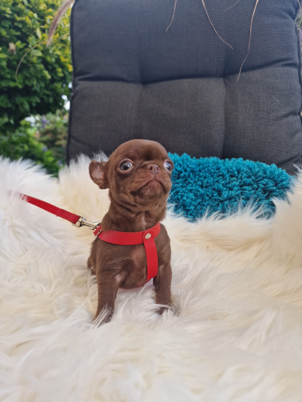 Czekoladowy Chihuahua krótkowłosy na białym kocu