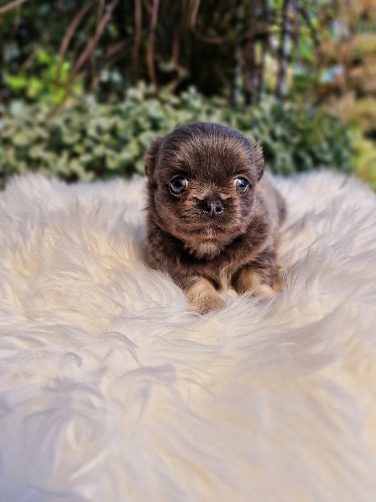 Szary Chihuahua na białym kocu w ogrodzie
