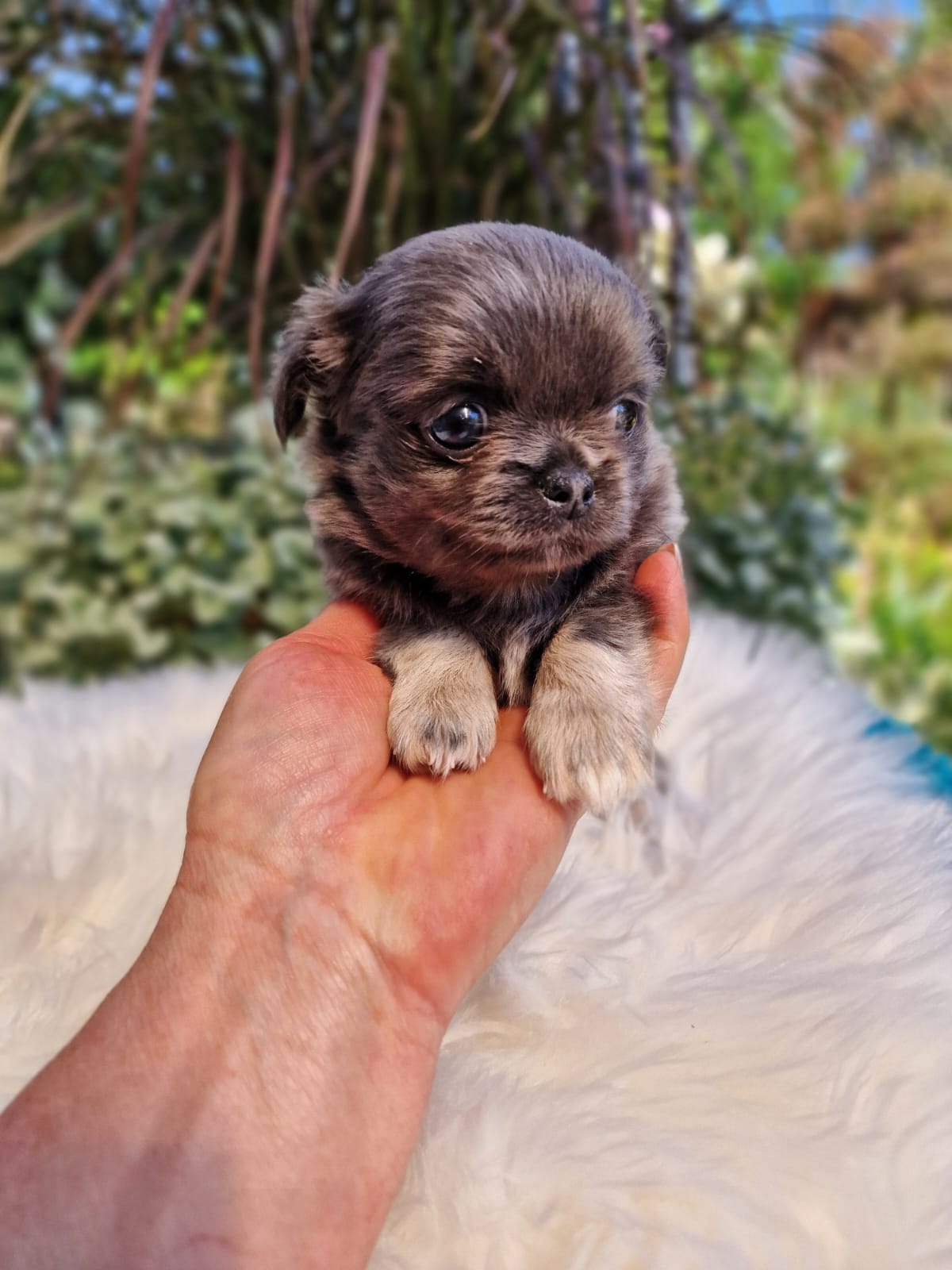 Maleńki Chihuahua spokojnie podtrzymywany dłonią opiekuna