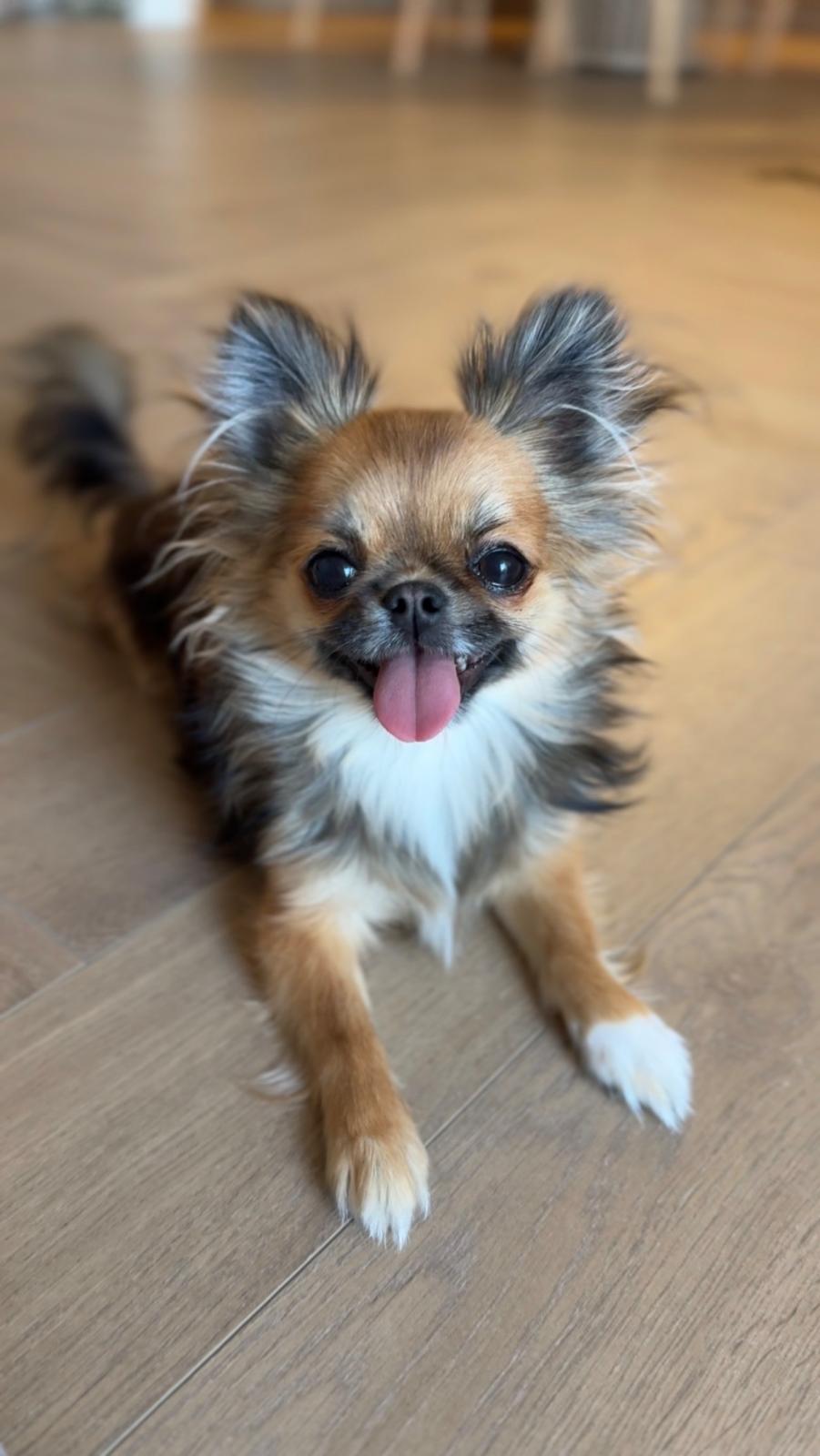 Chihuahua długowłosy o umaszczeniu sable