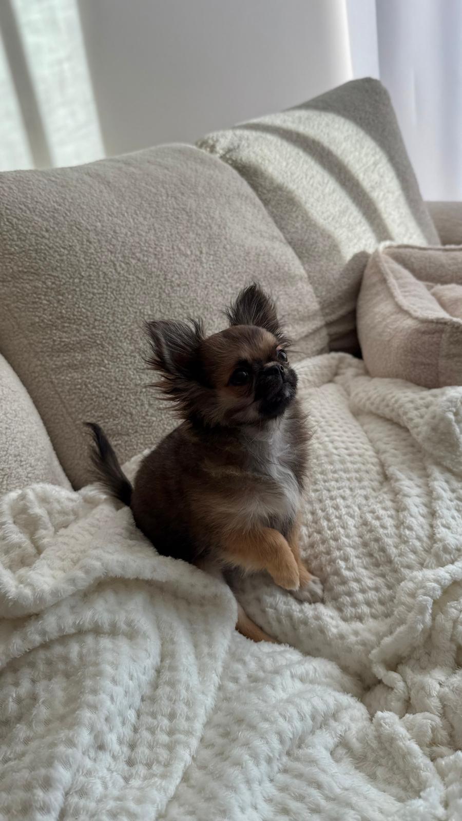 Chihuahua siedzący na dzianinowym kocu w domowym otoczeniu