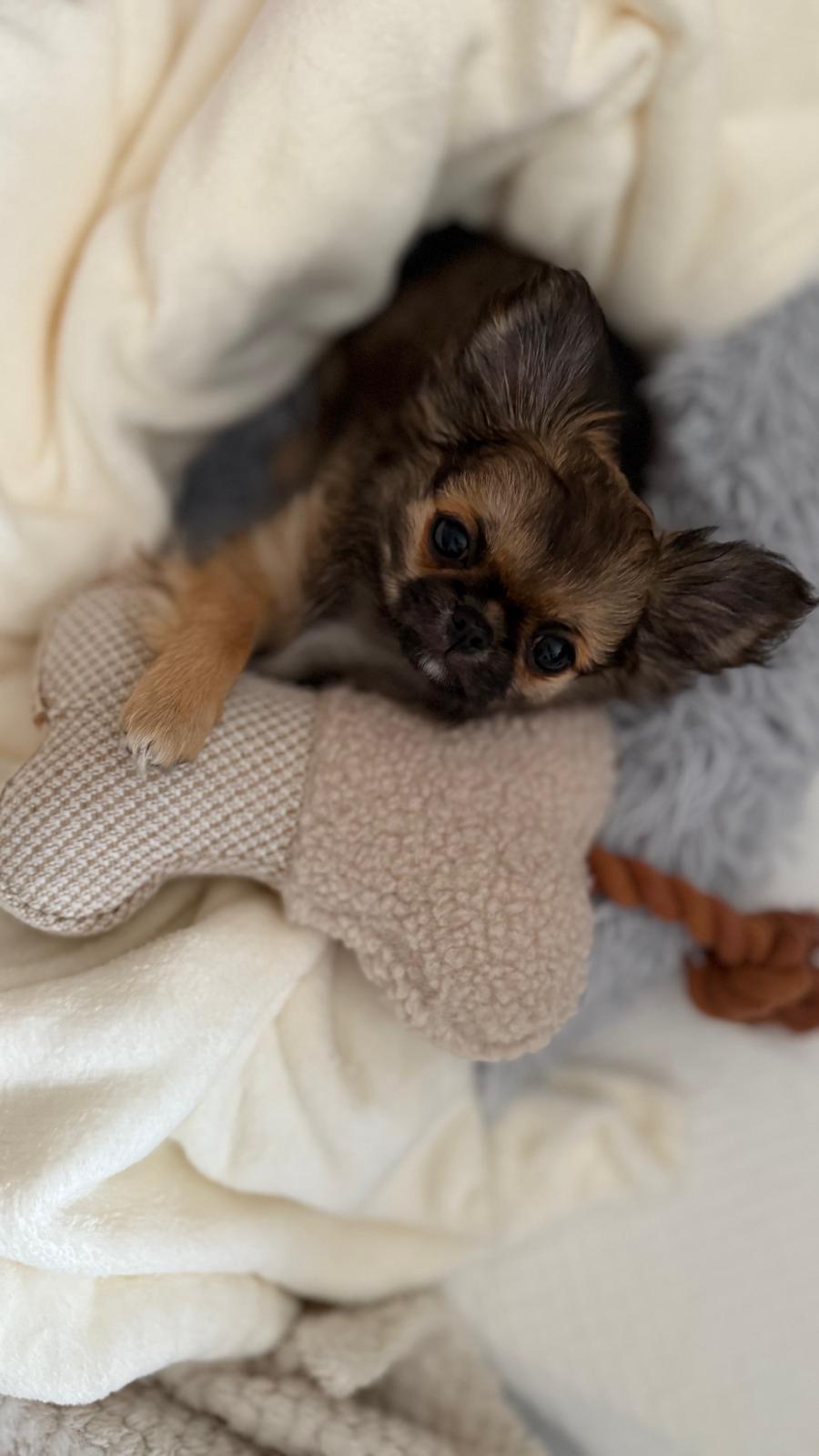 Chihuahua na miękkim kocu z materiałową zabawką w kształcie gwiazdy
