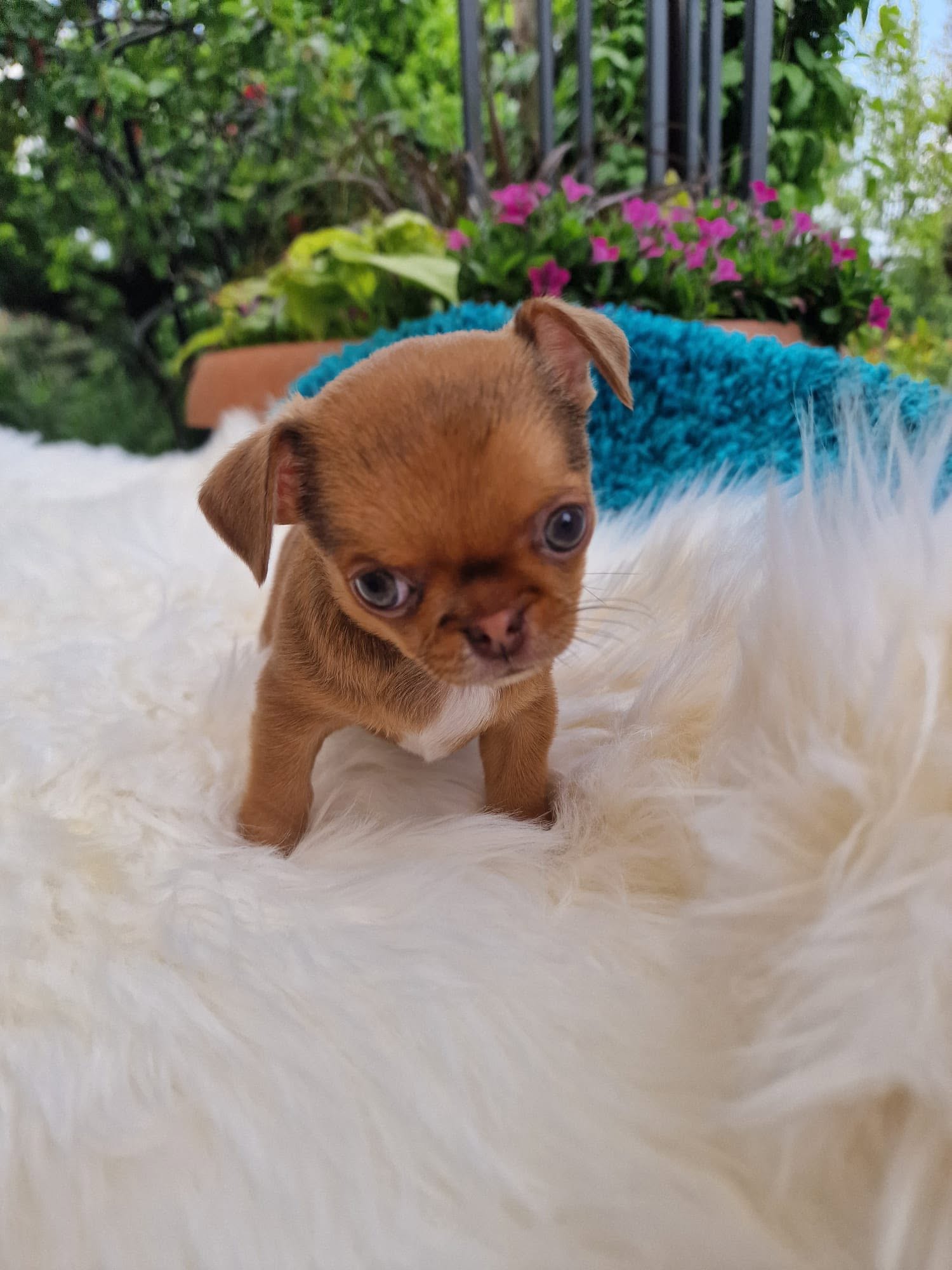 Chihuahua