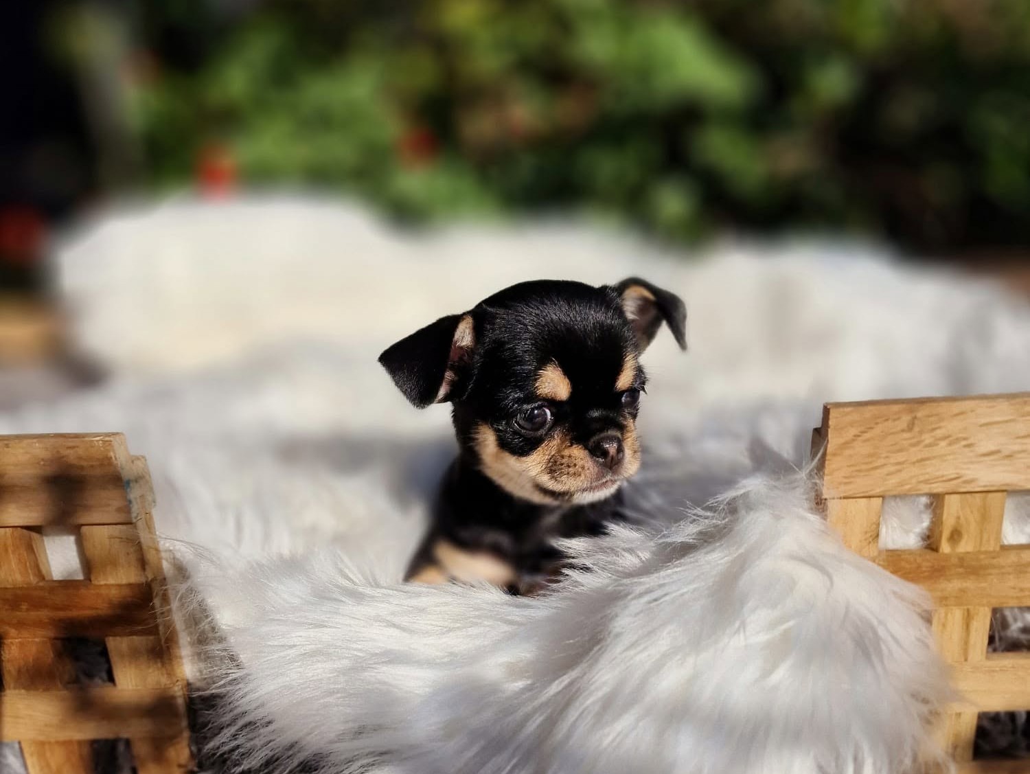 Chihuahua